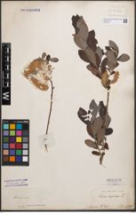 Foto von Salix cinerea L.